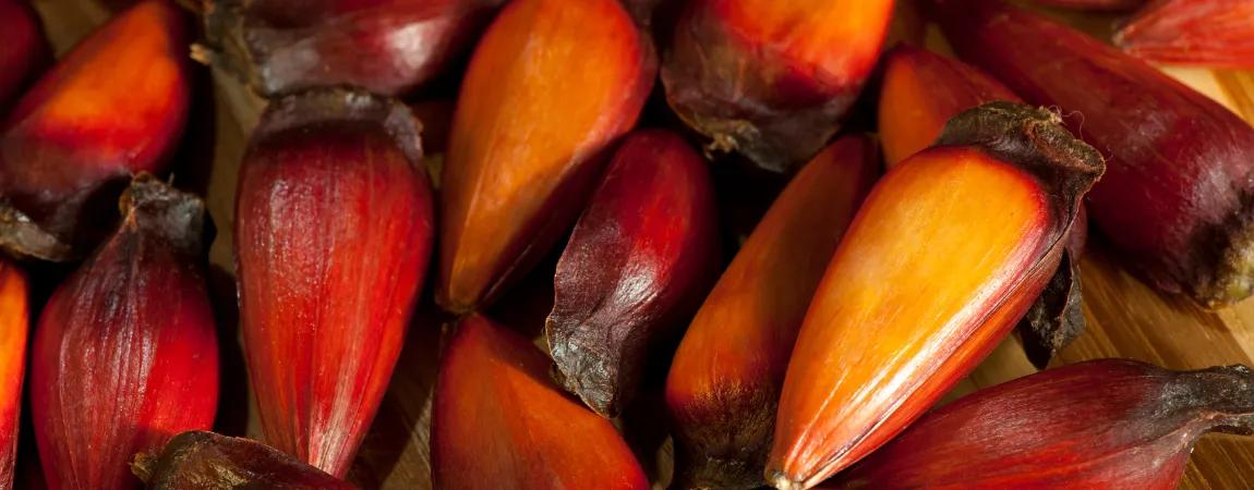 Muito Pinhão: Kur´yt´yba!