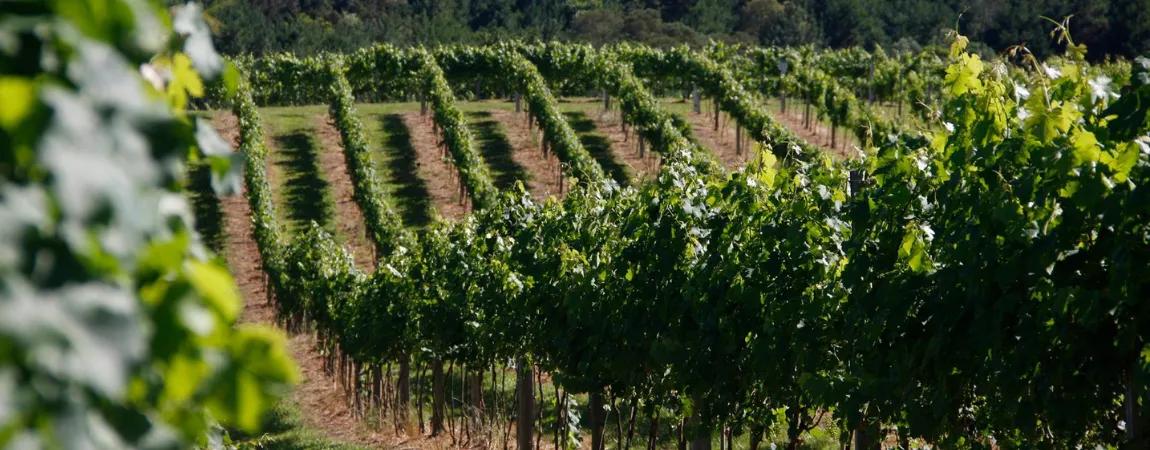 Vinícolas em Curitiba: a Vocação Vitivinícola nos Arredores