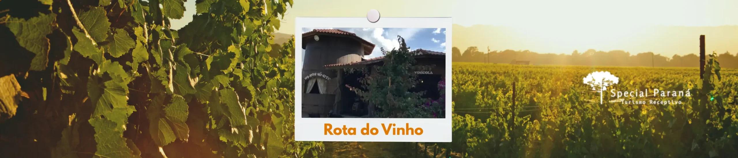 Rota dos vinhos em Curitiba: tradição, sabores e paisagens que encantam